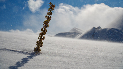 snowy plant, cloudy sky and mountain landscape