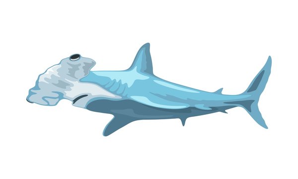 Hammerhead shark has head, which is flattened and laterally extended into hammer shape. Toothed predatory fish. Aquatic creature, beast, monster. Vector illustration isolated on white background.