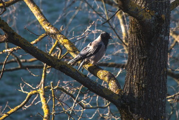Crow on a branch