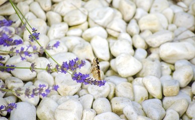 Lavender field. Butterfly on a flower. Bright beautiful violet, lilac lavender flowers close-up. Natural floral background. Field blooming backdrop. Selective focus. Copy space. Place for text.