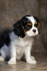 cavalier king charles spaniel