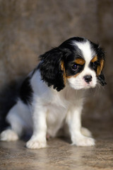 english springer spaniel