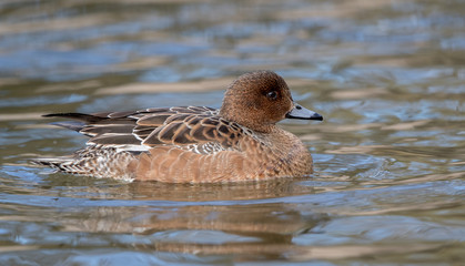 Wigeon Female Swimming