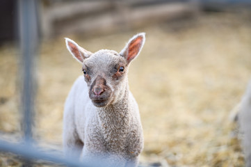 Fototapeta premium Cute portrait of farm animal sheep, lamb on spring.