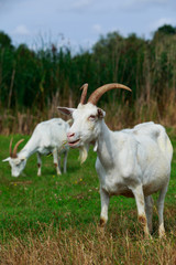 Obraz premium Portrait of goat