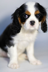 cavalier king charles spaniel