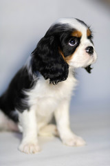 cavalier king charles spaniel