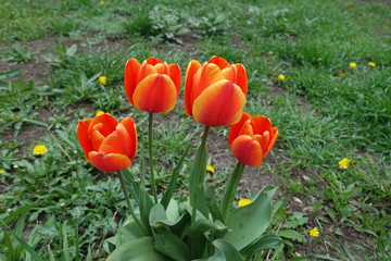 4 bicolor red and yellow flowers of tulips in April