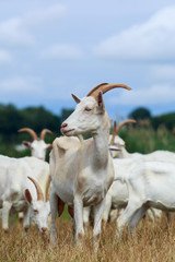 Fototapeta premium Goats graze on the field