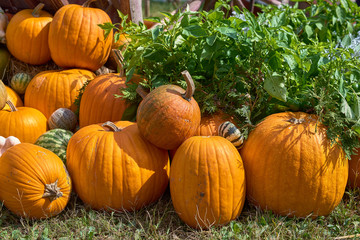 Cart with pumpkins. On a wooden cart with hay are large orange pumpkins. Autumn harvest in the countryside.