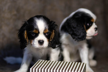 cavalier king charles spaniel