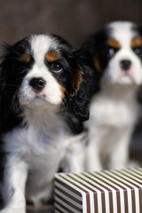 dog in front of white background