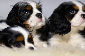 portrait of a black and white dog