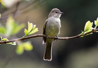 Bird on a branch