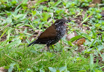 Bird singing