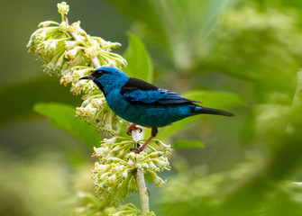 Beautiful blue bird