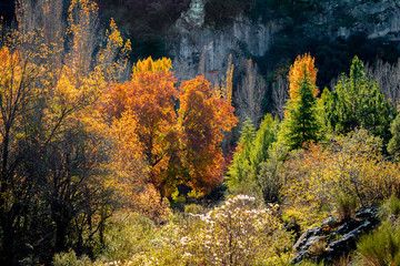 Obraz premium Bosque en otoño