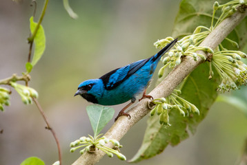 Blue bird
