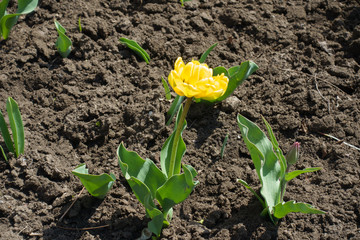 One yellow double flowered tulip in April