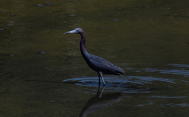 Blue heron in water