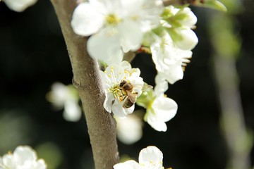 Nature Of The North Caucasus