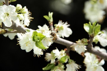 Nature Of The North Caucasus