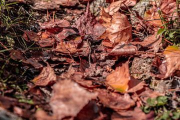 Hojas de otoño caídas