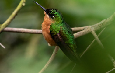 Hummingbird perched