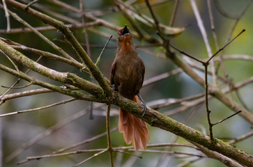 Obraz premium Bird singing on a branch