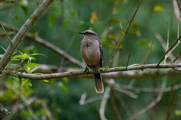 Bird on a branch