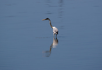 Great heron in water