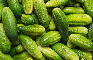 fresh cucumbers on a green background