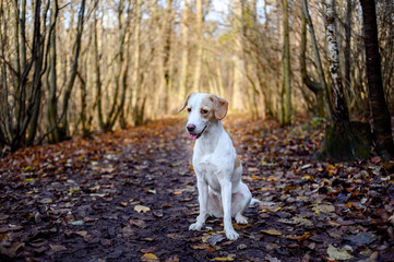 Amazing healthy looking adult white dog in colorful forest.