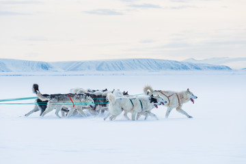 Sled dogs running on snow, Greenland.