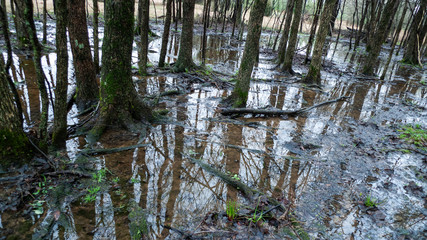 Flooded woodland, spring flooding
