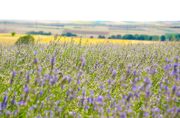 Lavender field in village. Lavender flowers on farm. Selective focus image. Pastoral landscape. Lavender fields in suburb of Istanbul.