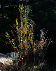 Cañaveral iluminado por el sol