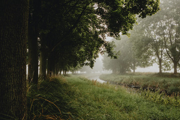 The bend of the river flowing between rows of green deciduous trees during the misty summer morning with light of the sunrise, taken from the riverside behind the tree trunk