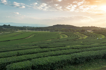 landscape tea tree field on agriculture for harvest