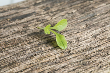 cresanette lettuce