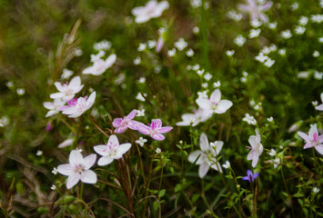 Obraz na płótnie Canvas Claytonia virginica or spring beauty wild flowers