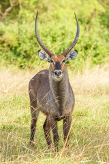 Male defassa waterbuck ( Kobus ellipsiprymnus defassa), Murchison Falls National Park, Uganda.