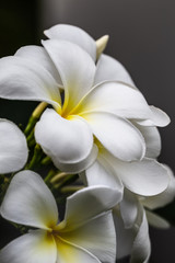 Fototapeta na wymiar Yellow-white frangipani tropical flowers close up.