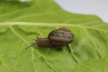 A snail on green leaf