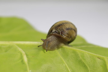 A snail on green leaf