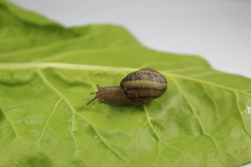 A snail on green leaf
