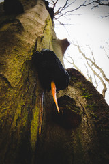 Buchenbaum mit Baumpilz und Eiszapfen moody