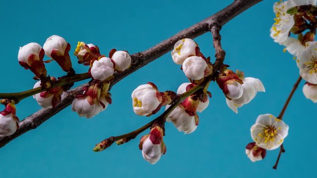 Timelapse of Spring flowers opening. Beautiful Spring Apricot tree blossom open. White flowers bloom on blue background. Close up 4K UHD