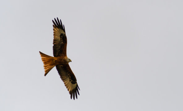 Red kite in grey sky