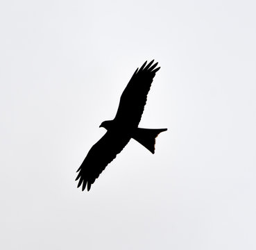 Red Kite Silhouette